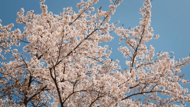 맑은 하늘 아래 만개한 벚꽃