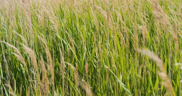 Gentle Stroll Through Vibrant Green Fields