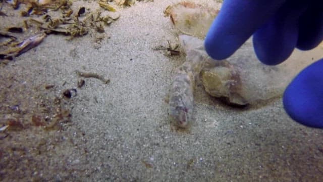 바다에 버려진 폐비닐에 갇힌 물고기