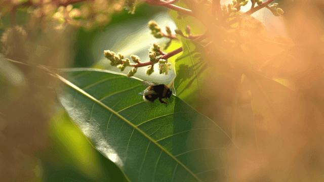 Bumblebee resting on green leaf
