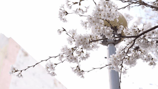 가지에 핀 벚꽃