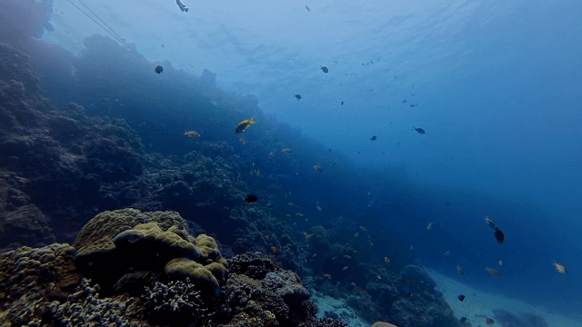 산호초 주변을 헤엄치는 형형색색의 물고기들