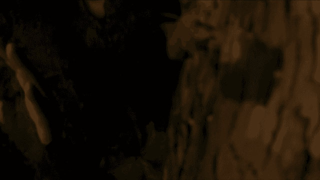 Ants climbing tree trunk at night and person standing next to them