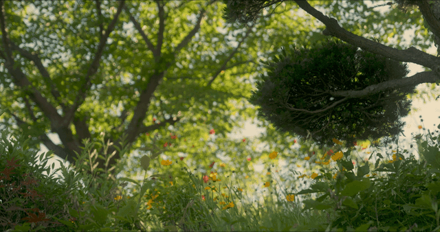 Lush grass and trees