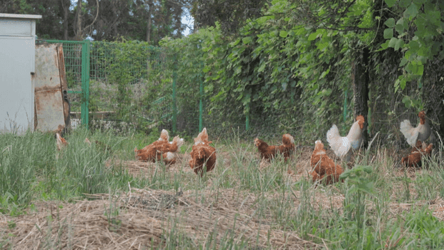 개방 양계장 마당에서 자유롭게 먹이를 찾는 닭들