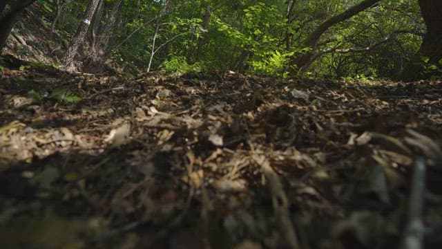 나무가 우거진 숲길을 걸을 때 보이는 풍경
