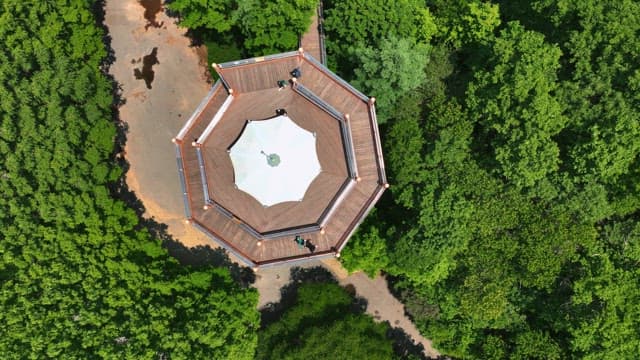 Observation tower surrounded by lush forest