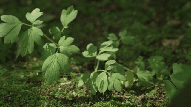 숲 바닥에서 자라는 녹색 식물