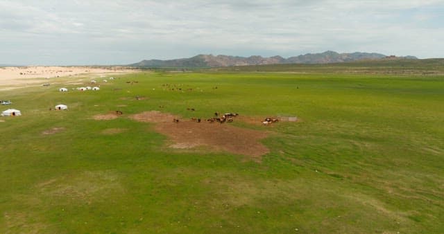 Vast green pasture with grazing horses