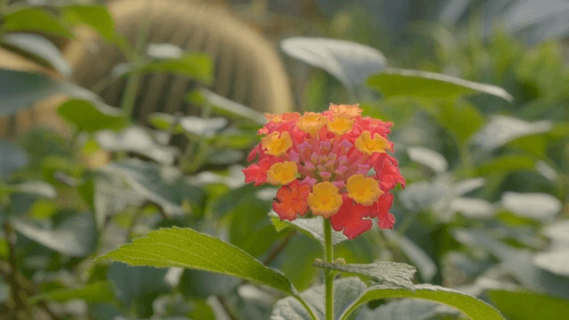 Vibrant flower blooming among green leaves