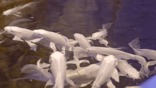 White koi fish swimming in a pond
