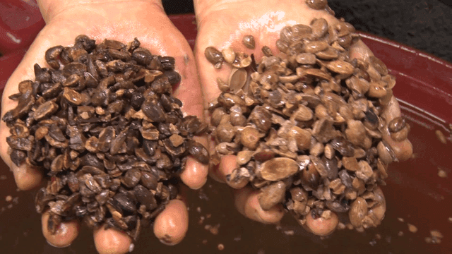 물에 담긴 씨앗을 들고 있는 손