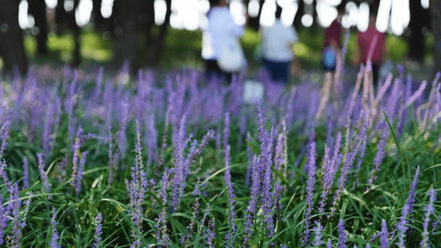 보라색 꽃밭을 걷는 사람들