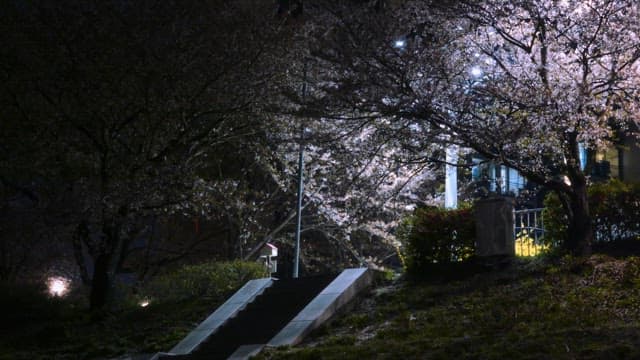 Cherry blossoms illuminated at night