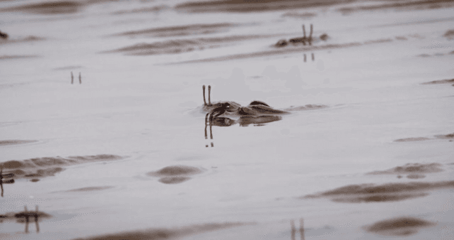 진흙 해안에서 움직이는 게들