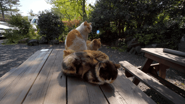 Cats resting on wooden table