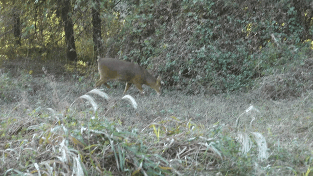 숲 속 공터에서 풀을 뜯는 고라니