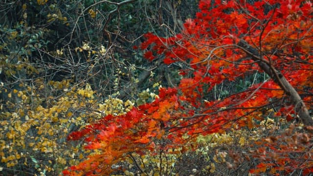 Red Autumn Leaves Fluttering in the Wind