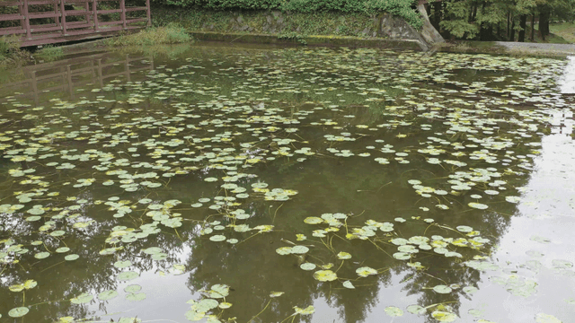 연못과 수련, 다리가 있는 고요한 풍경