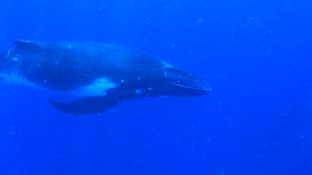 Humpback Whale Swimming Gracefully Underwater