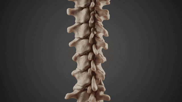Detailed view of a human spine model