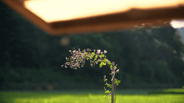 꽃이 핀 작은 나무