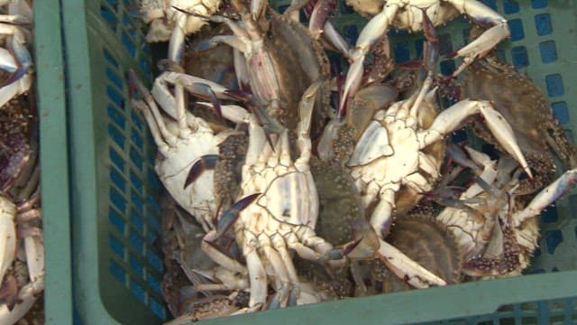 Freshly Caught Crabs in Baskets