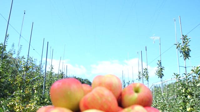 Fresh apples in a basket under a clear blue sky