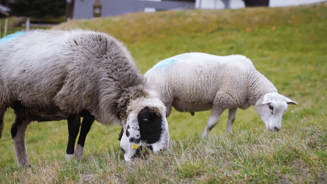 Sheep grazing on a grassy hillside