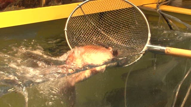 시장에서 신선한 해산물 취급