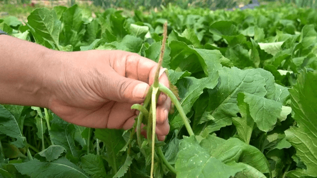 텃밭에서 열무를 수확하는 장면