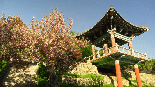 Traditional Korean pavilion with cherry blossoms