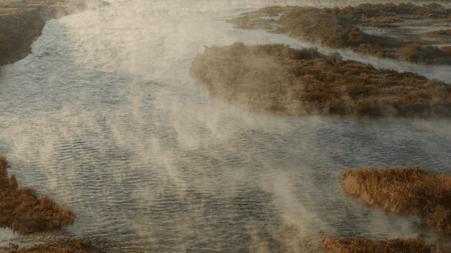 무성한 식물 사이로 흐르는 안개 낀 강