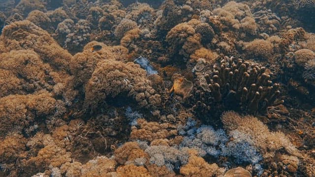 Underwater Vista with Diverse Coral and Fish