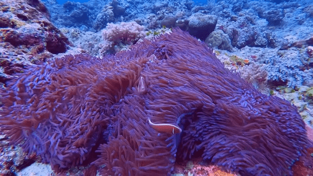 말미잘 사이를 헤엄치는 흰동가리