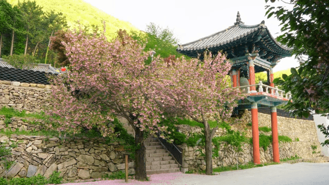 Traditional Korean pavilion with swaying cherry blossom petals
