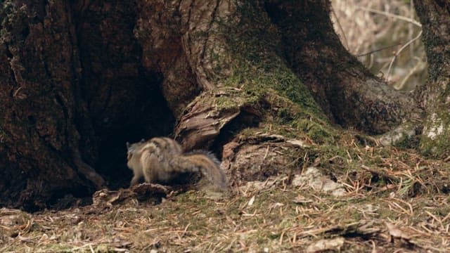 Squirrel by the tree hollow in the forest