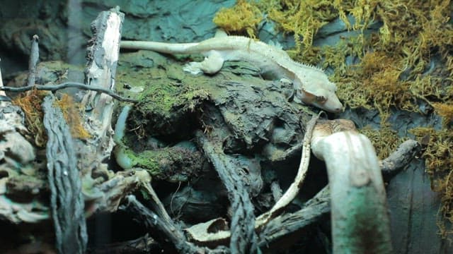 Geckos Resting in Cages with LED Lights on