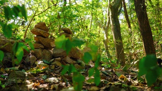 Serene forest scene with stacked rocks and green foliage