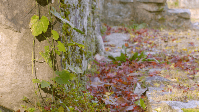 Vines and leaves on a stone wall