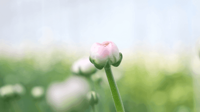 Pale pink flower buds in green garden