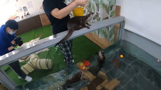 Otters catching loaches in an indoor swimming pool