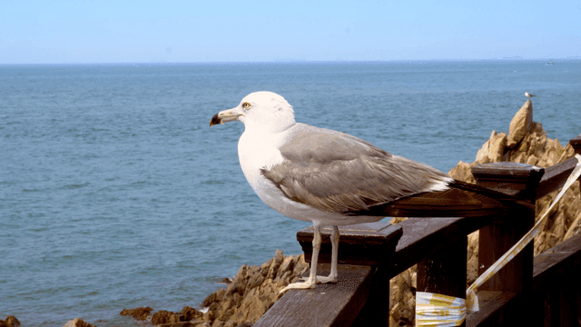 바다 옆 나무 난간에 앉아 있는 갈매기