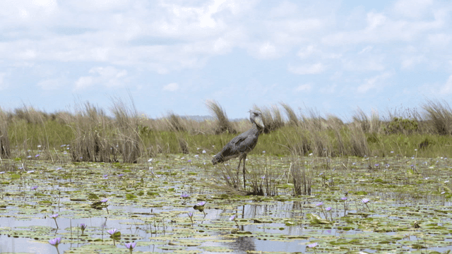 늪에 서 있는 슈빌 황새