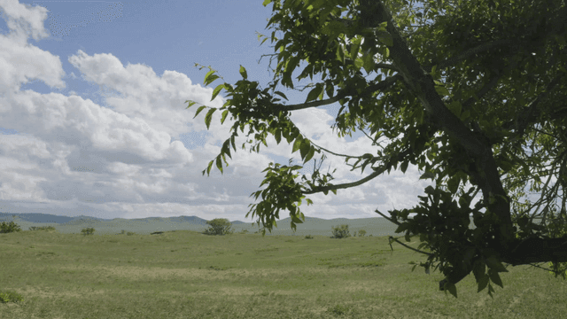 Tree branch in wide meadow