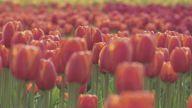 활짝 핀 튤립의 생생한 들판