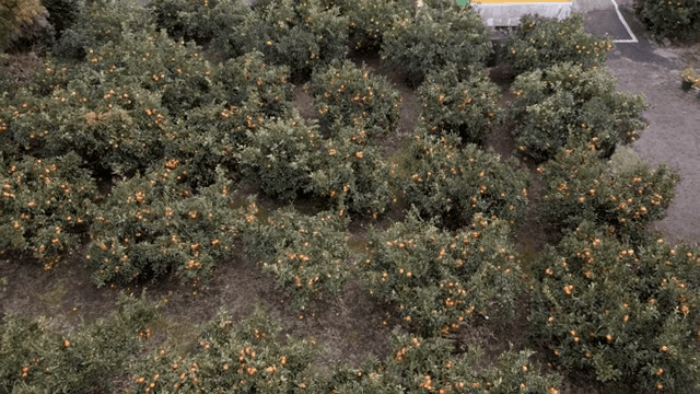 Aerial view of a lush citrus orchard