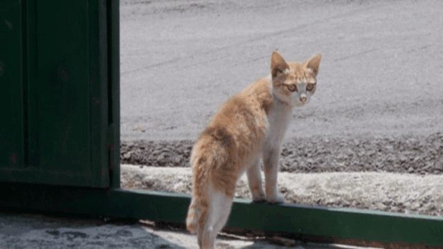 초록색 문 옆에 서 있는 호기심 많은 고양이