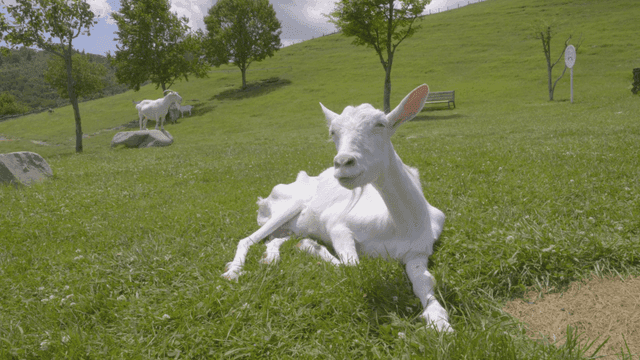 Goat lying on grassy hill
