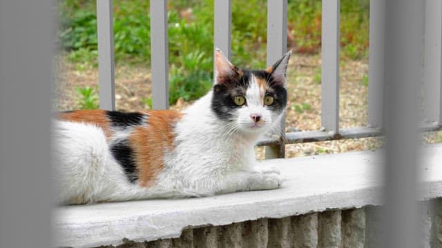 Cat resting against a garden railing with its ears perked up